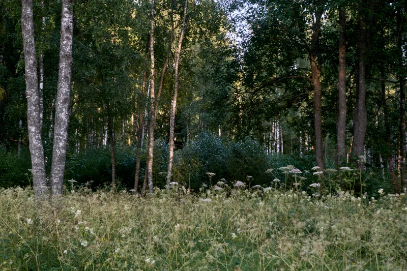 Репино Парк